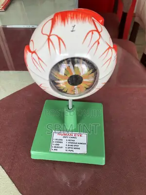 Eye Model for Training
