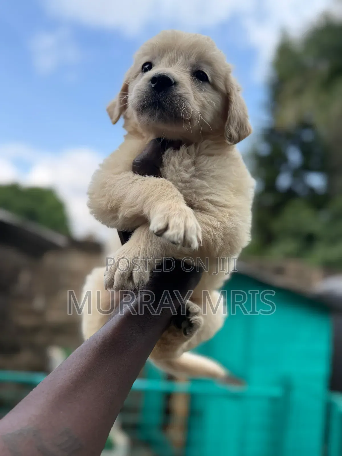 1-3 months Female Purebred Golden Retriever