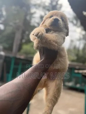 1-3 months Male Purebred Golden Retriever