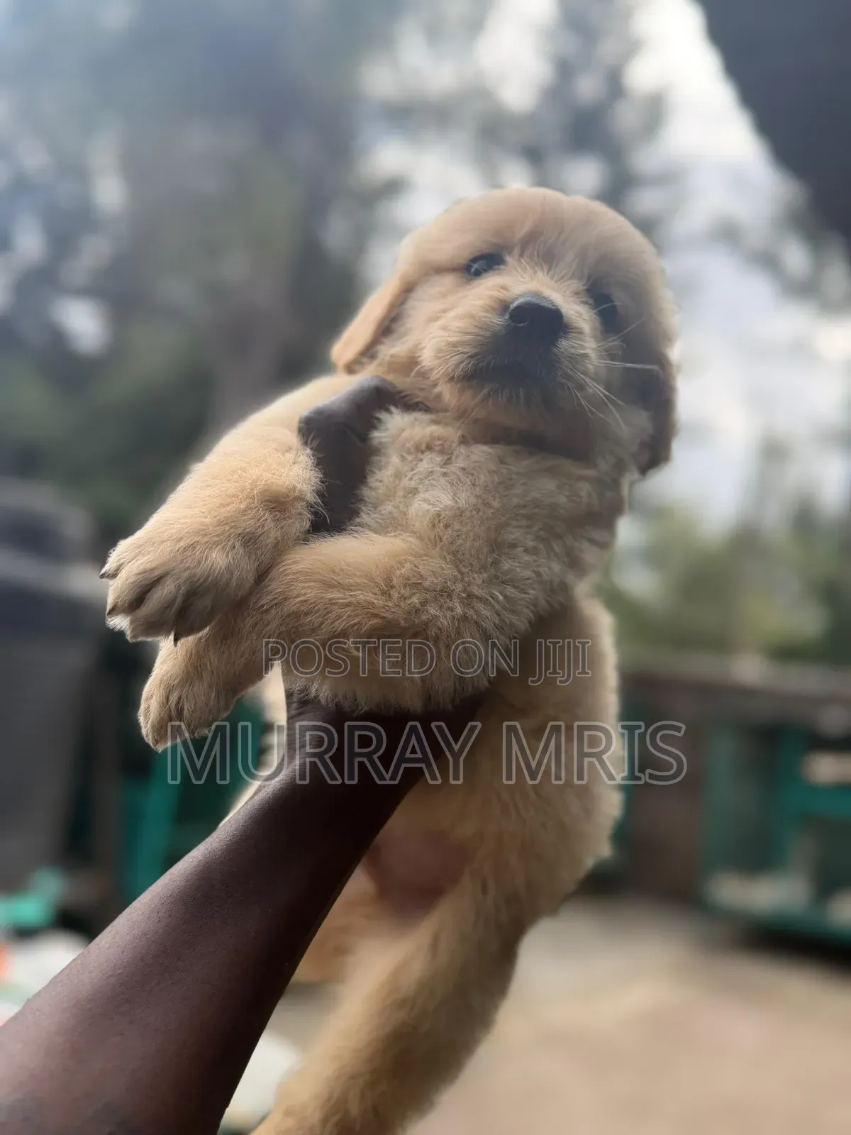 1-3 months Male Purebred Golden Retriever