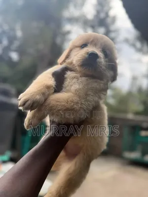 1-3 months Male Purebred Golden Retriever