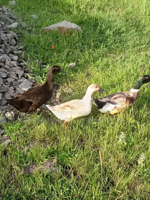 Exotic Ducks