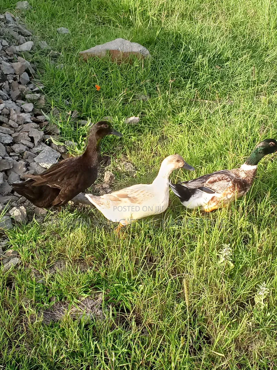 Exotic Ducks