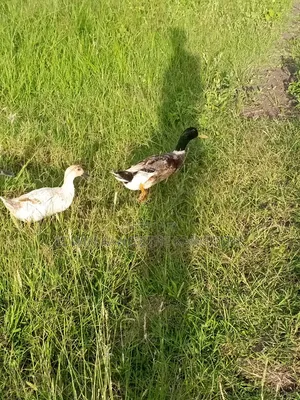 Exotic Ducks