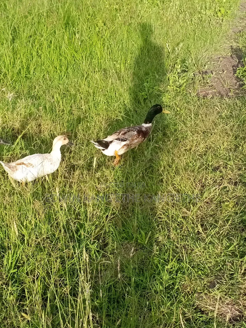 Exotic Ducks