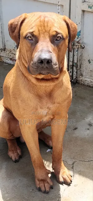 6-12 months Male Purebred Boerboel