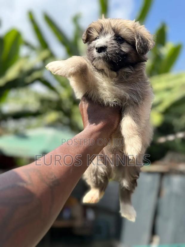 1-3 months Male Purebred Havanese