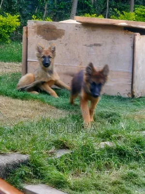 3-6 months Female Purebred German Shepherd