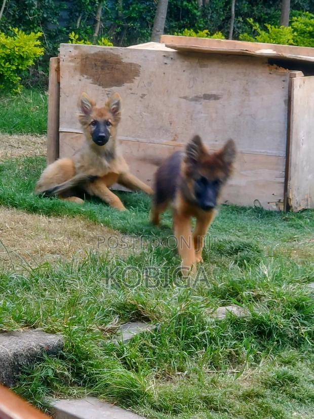 3-6 months Female Purebred German Shepherd