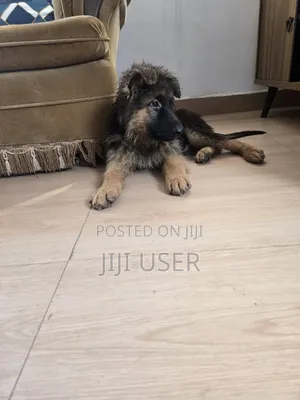 1-3 months Male Purebred German Shepherd