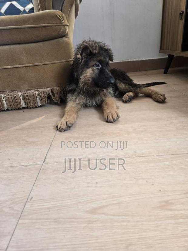 1-3 months Male Purebred German Shepherd