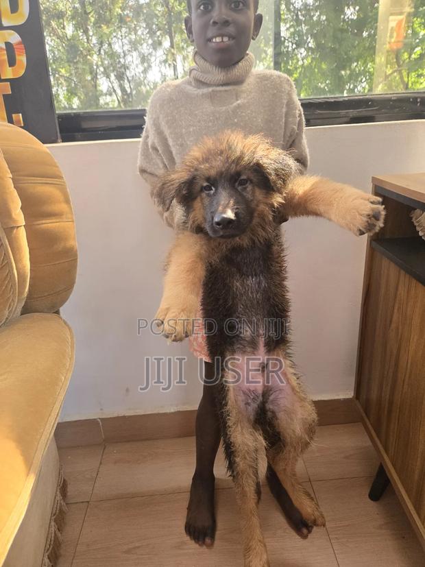 1-3 months Male Purebred German Shepherd - thumbnail 2