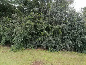 Plot for Sale in Nakuru
