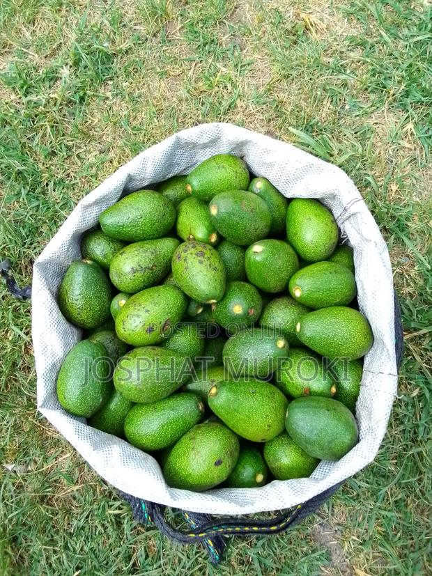 Fresh Ovacados - thumbnail 3
