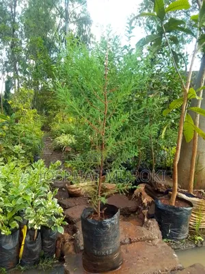 Christmas Trees