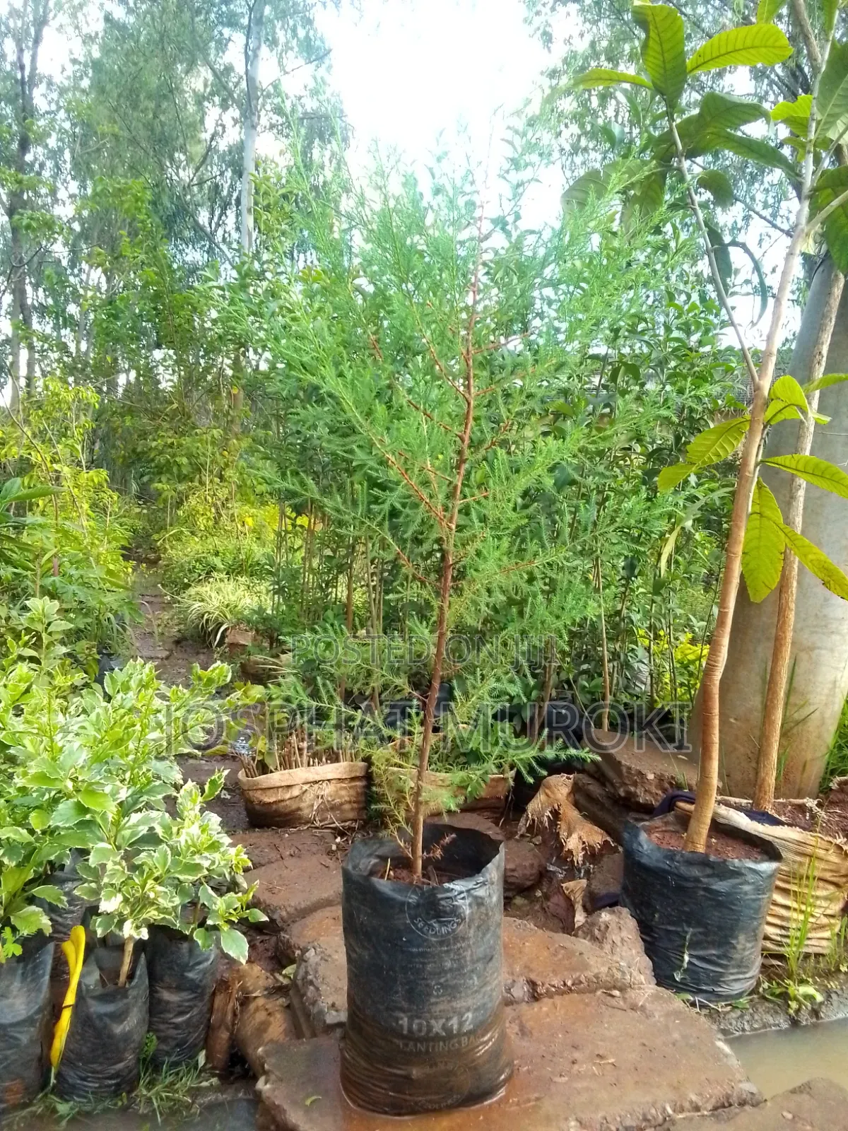 Christmas Trees