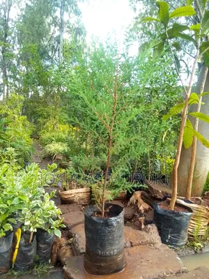 Christmas Trees