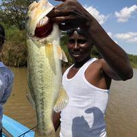 Shon fiberglass logo