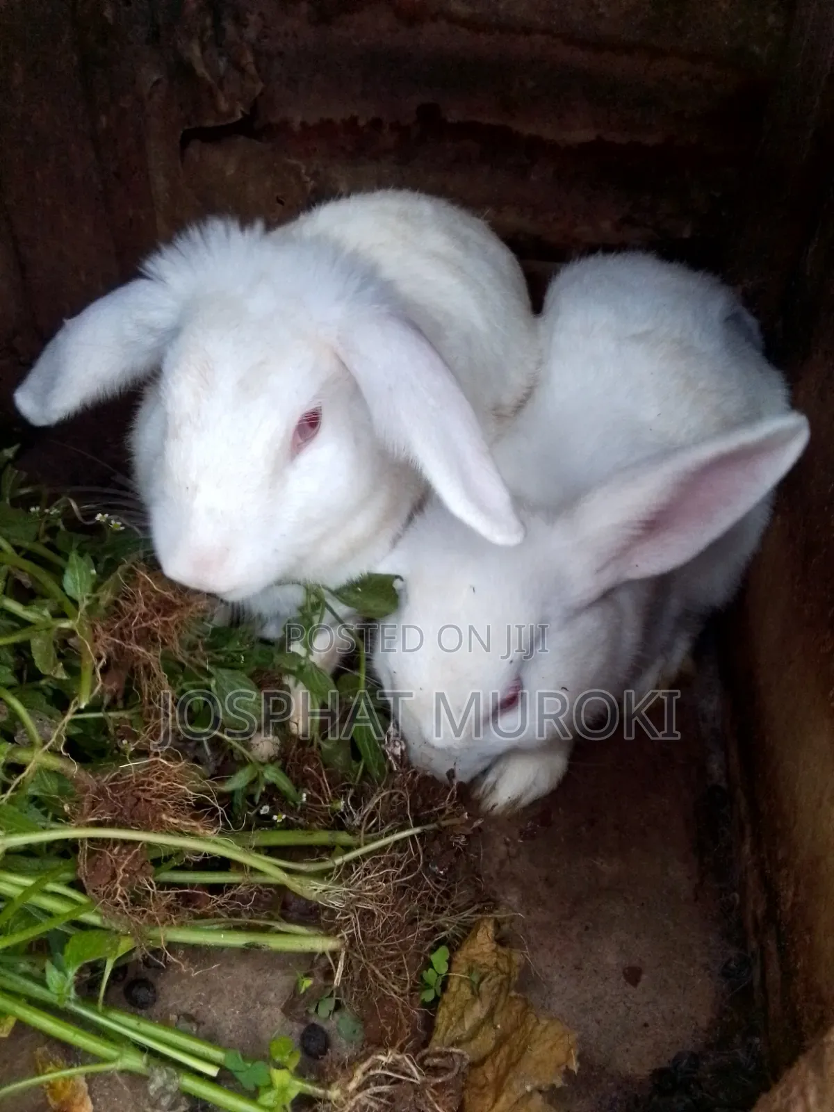 Selling Rabbits
