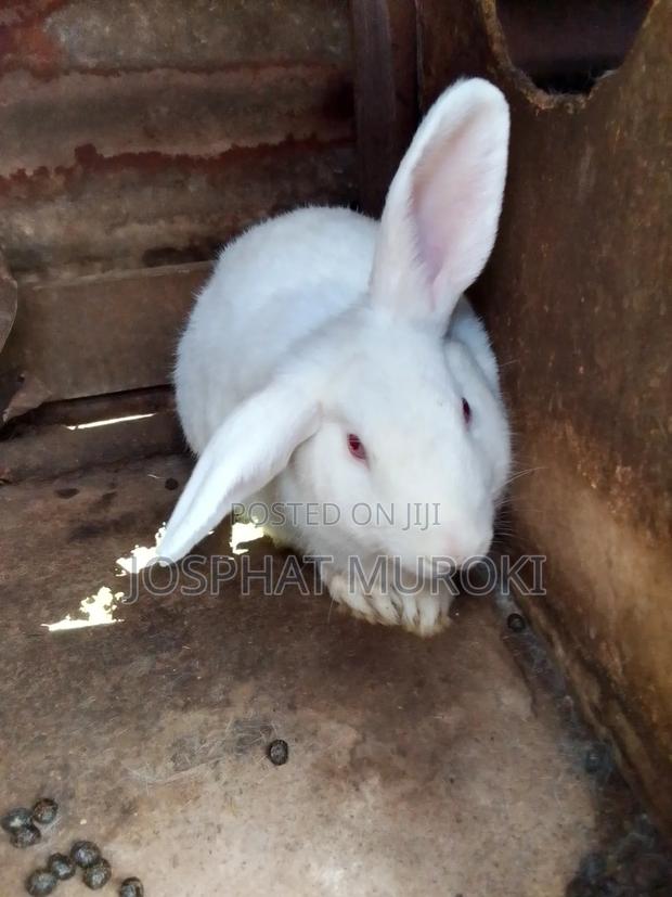 Selling Rabbits - thumbnail 2