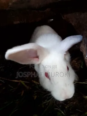 Selling Rabbits