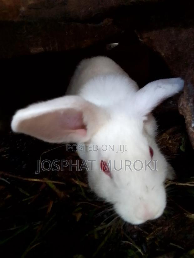 Selling Rabbits - thumbnail 3