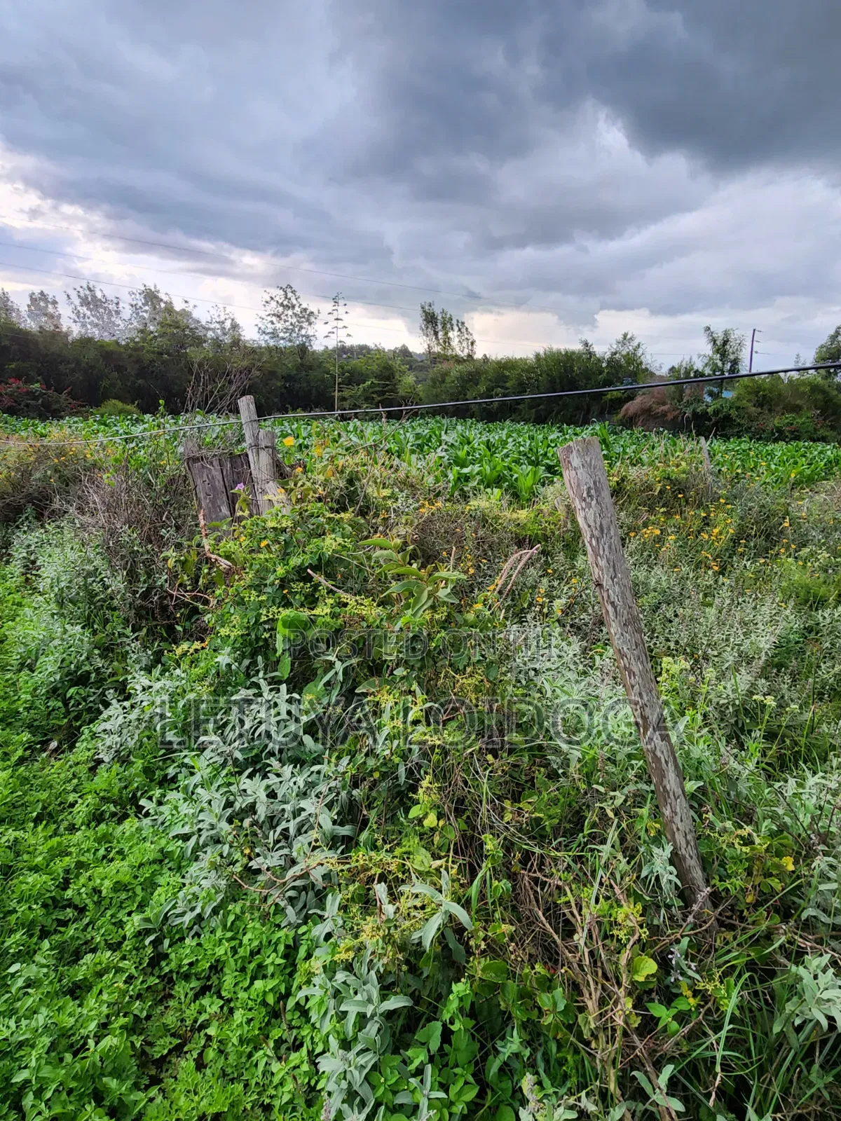 Prime 1⁄4 Acre Plots Ngong-Kibiko