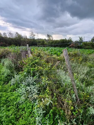 Prime 1⁄4 Acre Plots Ngong-Kibiko