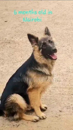 3-6 months Male Purebred German Shepherd