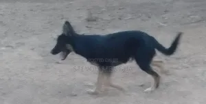 6-12 months Male Purebred German Shepherd