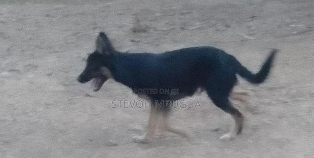 6-12 months Male Purebred German Shepherd