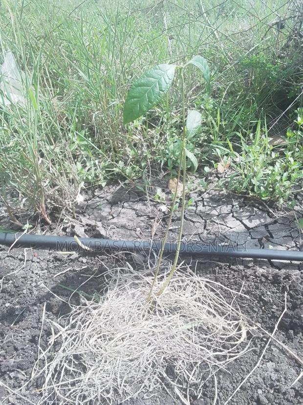 50by100 Land For Sale In Kitengela With Ready Title - thumbnail 2