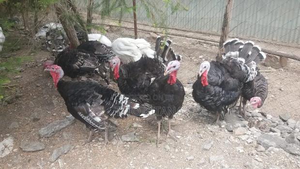 Male Turkey (Mature Tom)