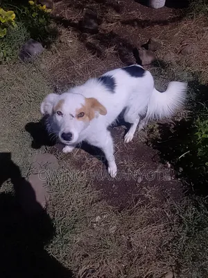 1+ year Male Mixed Breed Border Collie