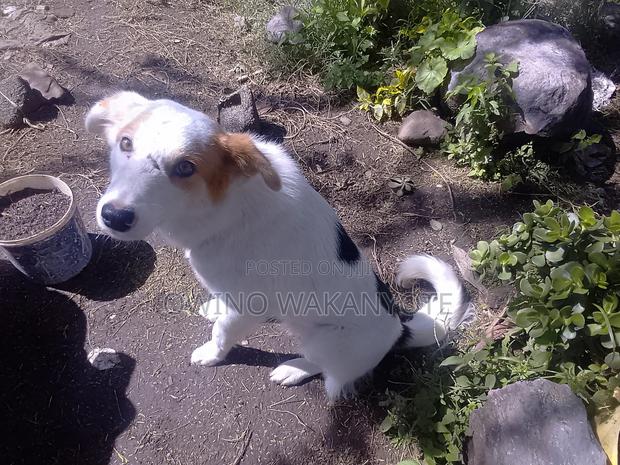 1+ year Male Mixed Breed Border Collie - thumbnail 2