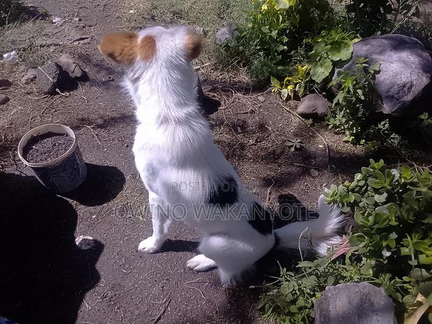 1+ year Male Mixed Breed Border Collie - thumbnail 3