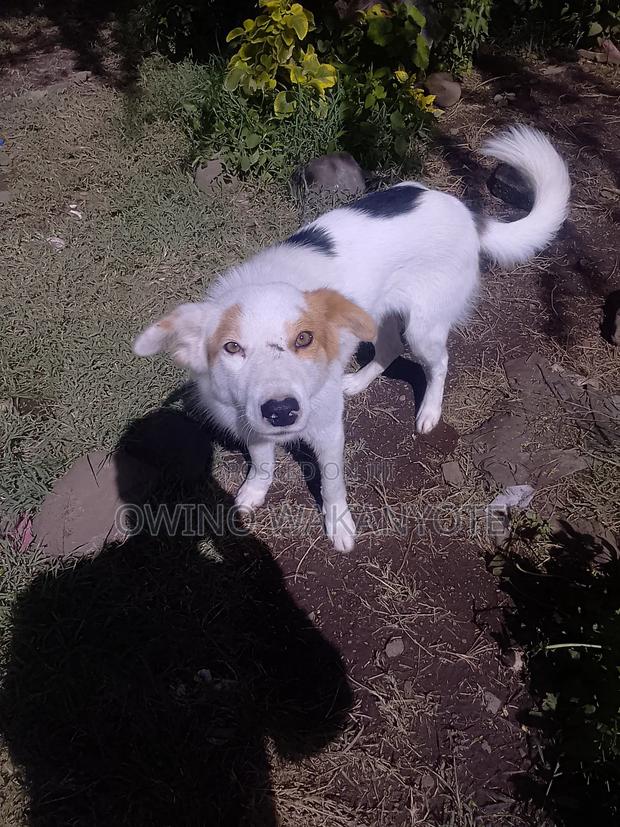 1+ year Male Mixed Breed Border Collie - thumbnail 4