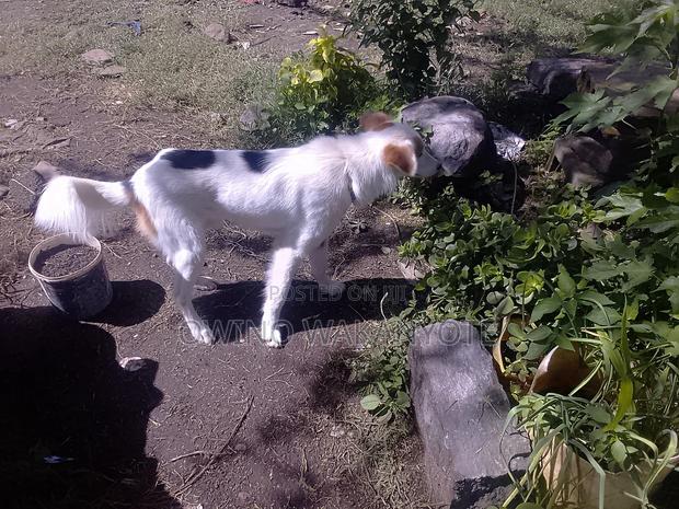 1+ year Male Mixed Breed Border Collie - thumbnail 5
