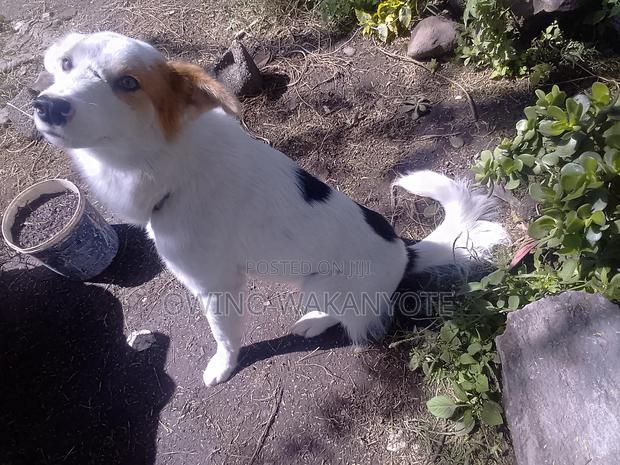 1+ year Male Mixed Breed Border Collie - thumbnail 6