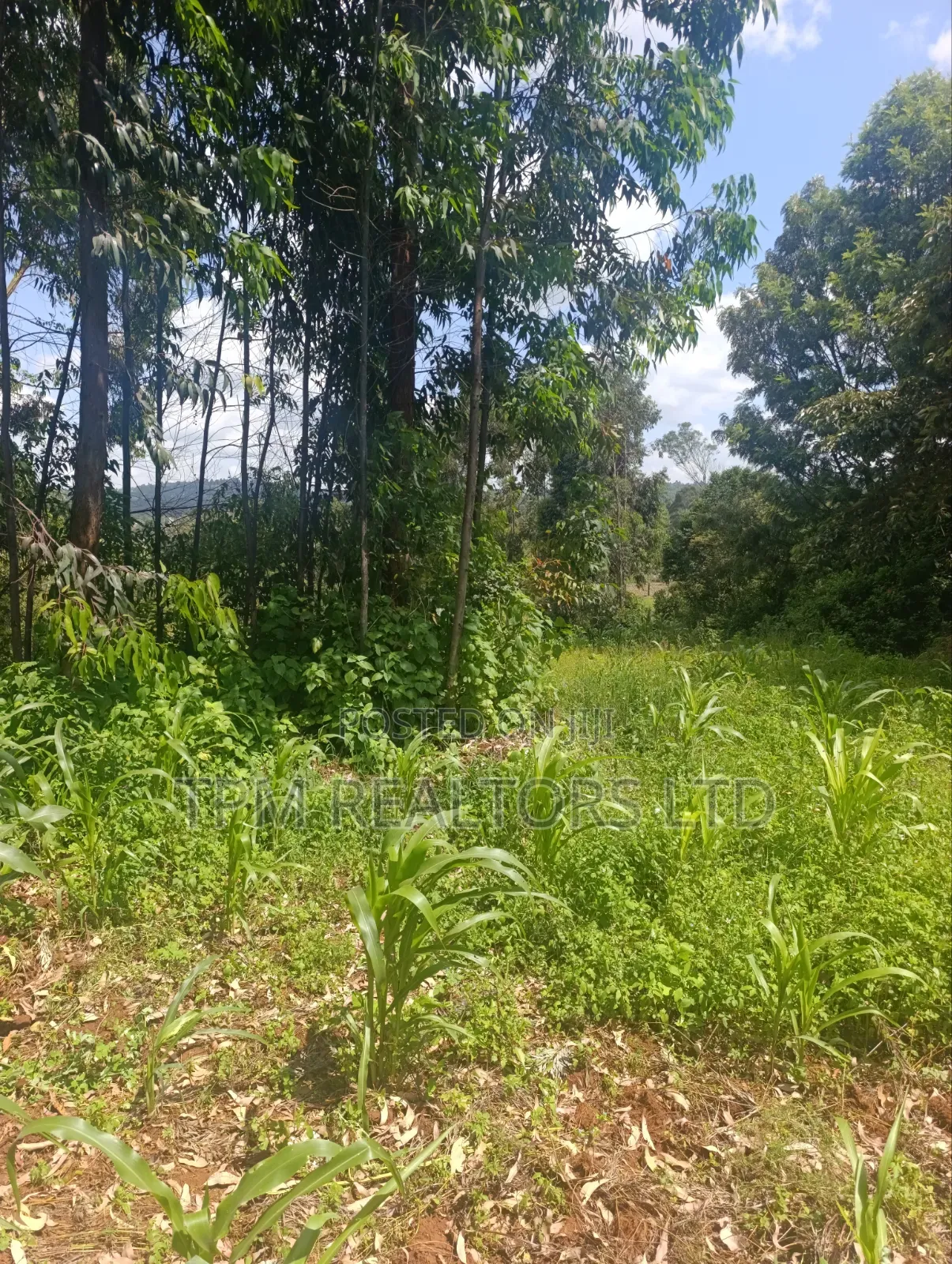 One Acre in Kikuyu