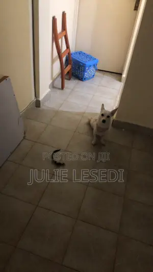 6-12 months Female Mixed Breed Japanese Spitz