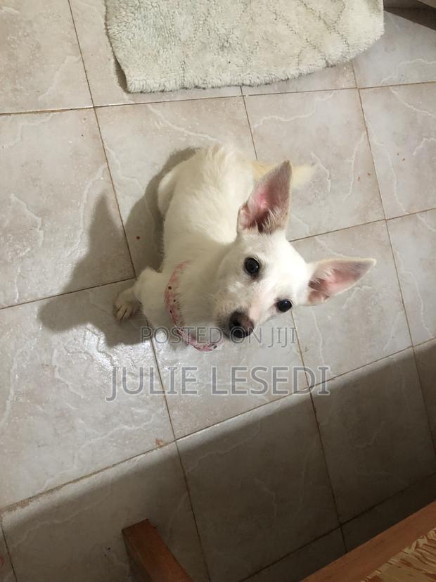 6-12 months Female Mixed Breed Japanese Spitz - thumbnail 2