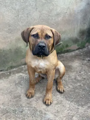 3-6 months Female Purebred Boerboel