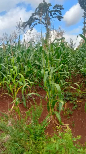 1.5acre Land for Sale in Kambirwa Loc20