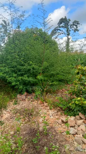 1.5acre Land for Sale in Kambirwa Loc20