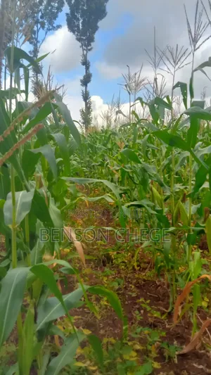 1.5acre Land for Sale in Kambirwa Loc20