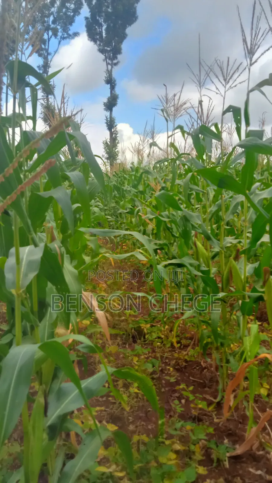 1.5acre Land for Sale in Kambirwa Loc20
