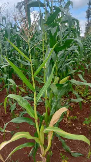 1.5acre Land for Sale in Kambirwa Loc20
