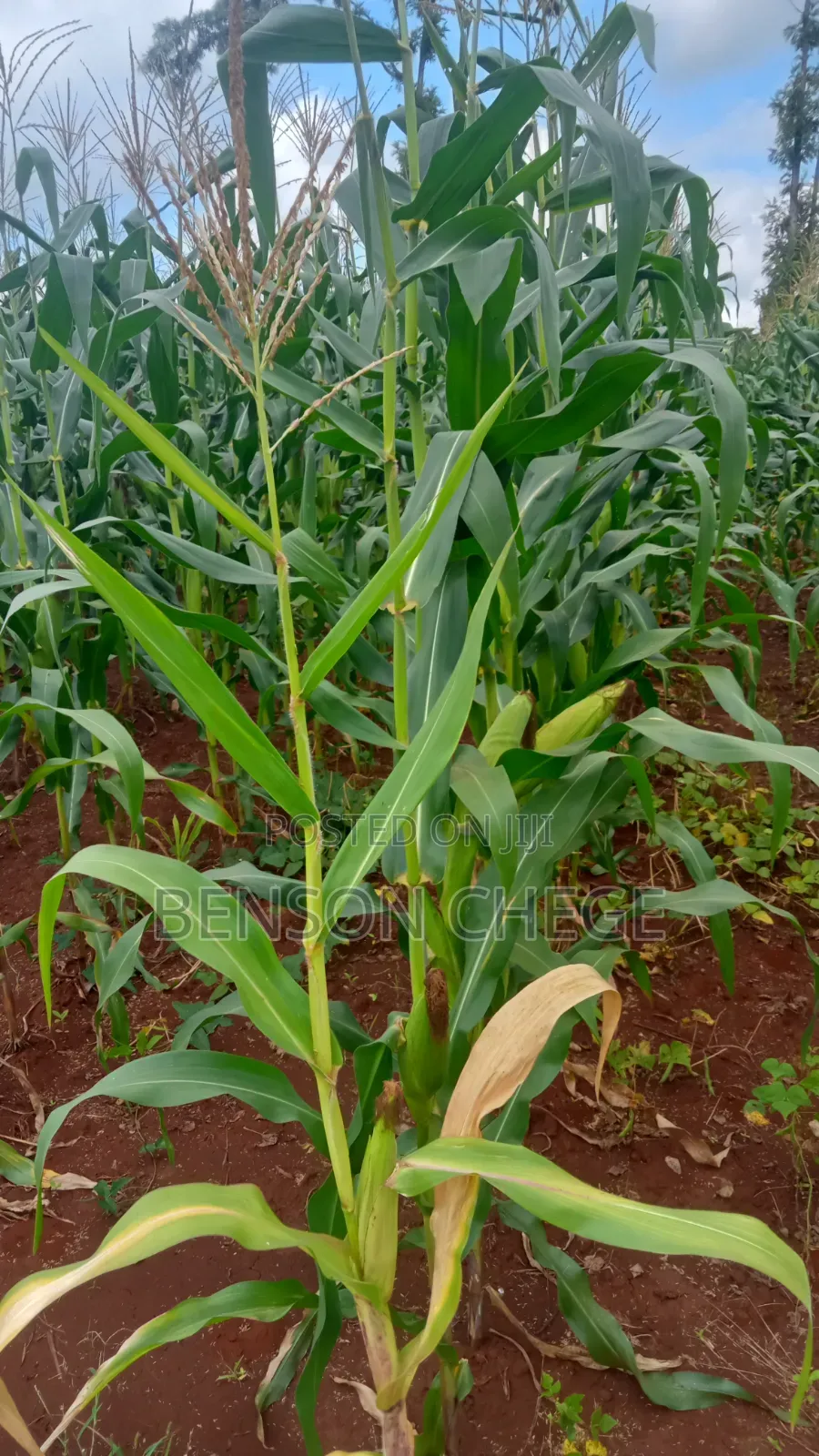 1.5acre Land for Sale in Kambirwa Loc20