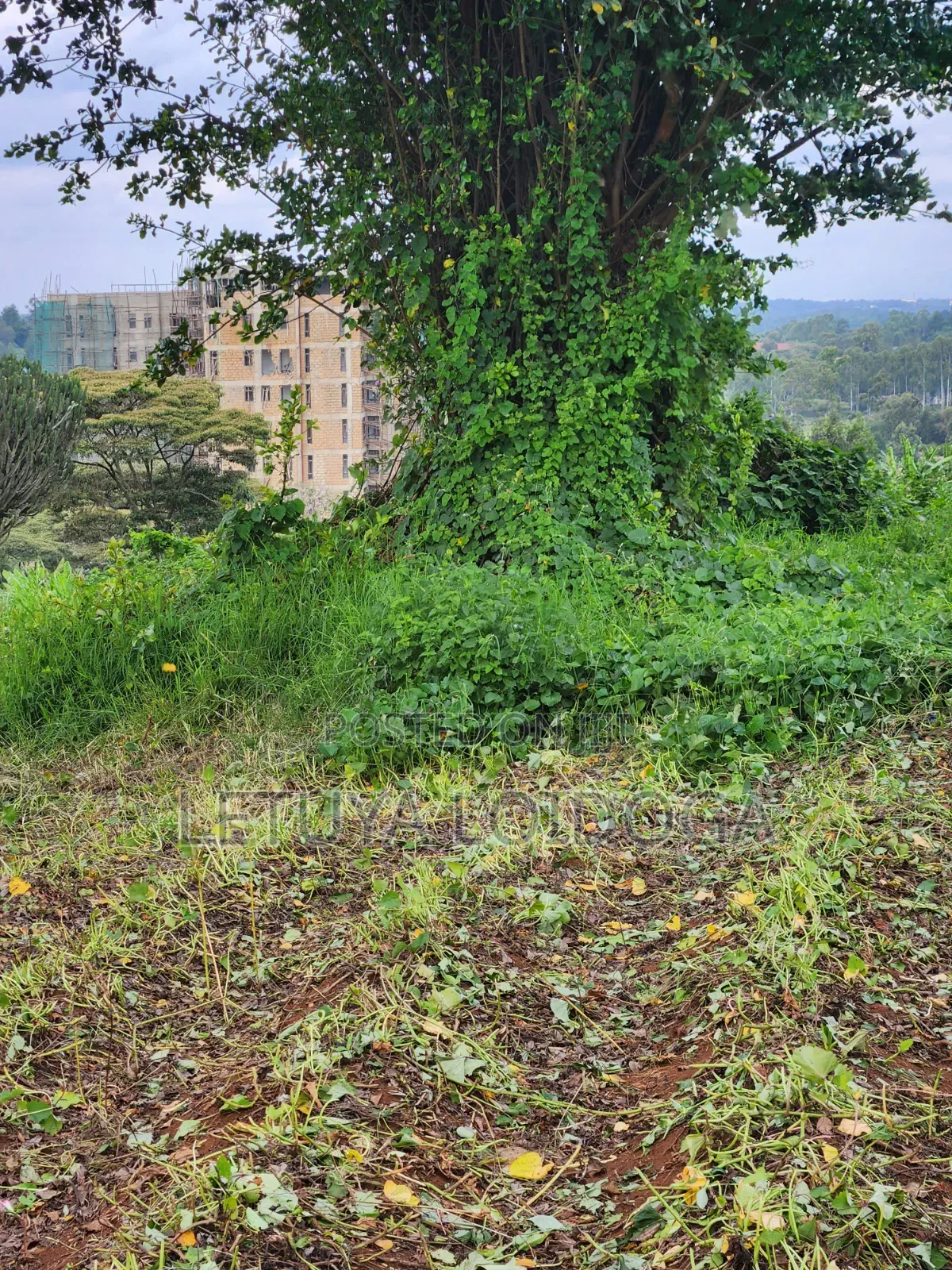 (6) 1⁄4 Acre Plots Ngong-Zambia